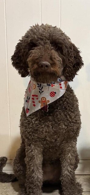 chocolate labradoodle Olivia wearing a bandana