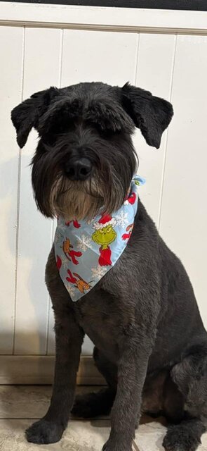 Black schnauzer husky mix Cooper with Grinch bandana